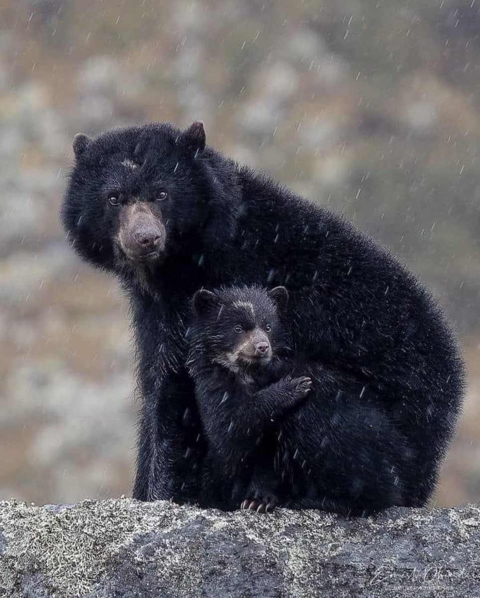 El oso de anteojos (Tremarctos ornatus), también llamado como Osodeantifaz o OsoAndino, es una especie de mamífero omnívoro de la familia Ursidae, nativa de las montañas de los Andes de sudamérica.Es la única especie existente de su género (Tremarctos).📸Ernesto Obandog