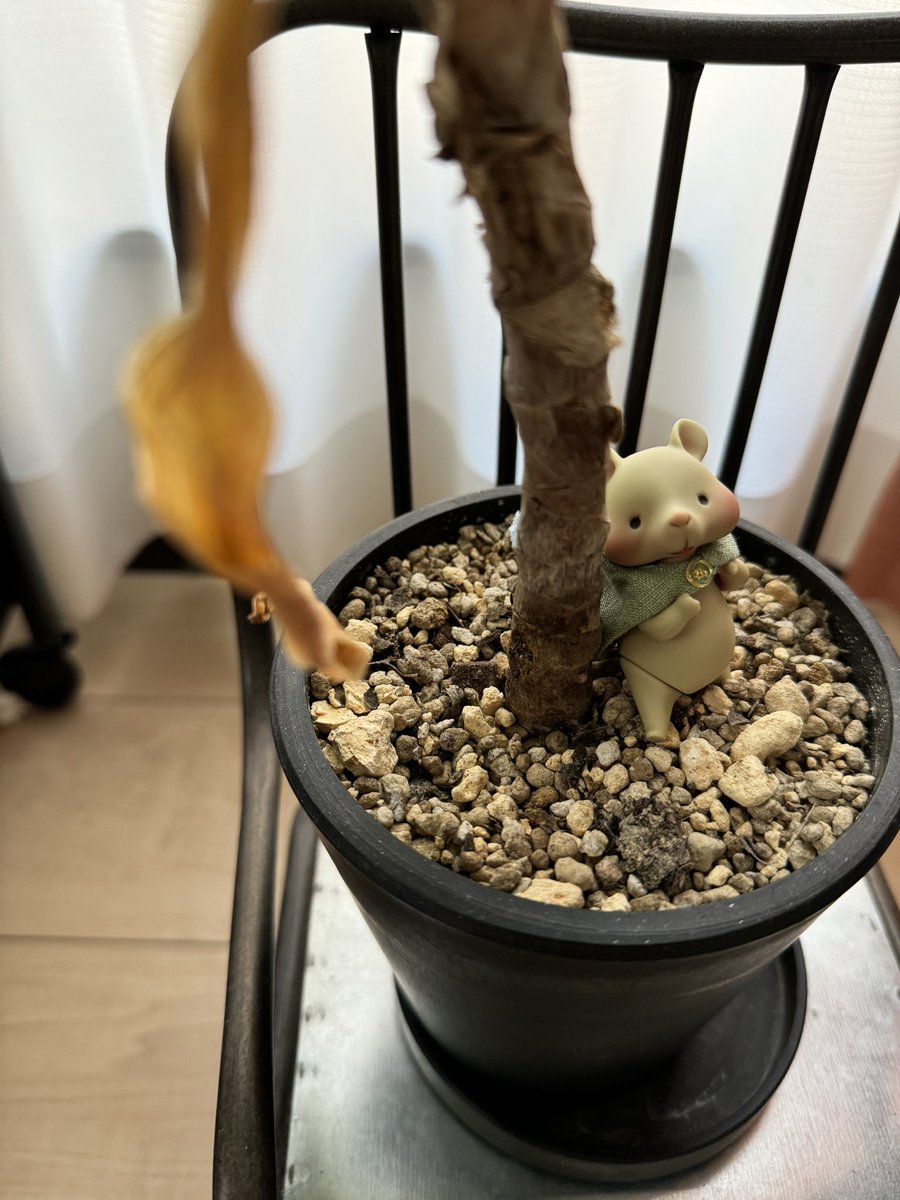 おはよ。
#GG_ohduckfarm  #ohduckfarm