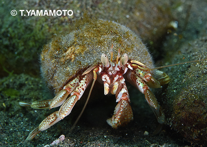 オホーツクホンヤドカリ（Pagurus ochotensis）。島根県以北の日本海
