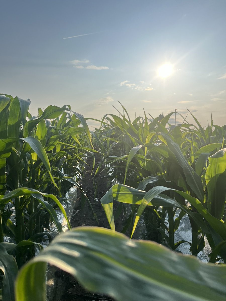 Tough growing season so far , way too cold 
But with the warm weather now it will take off #corn #alberta #crop24 #silage 
#feed <a href="/samcosystem/">SAMCO System</a> <a href="/PioneerSeedsCA/">Pioneer Seeds Canada</a> <a href="/CornRanches/">Rodger Hovde</a> <a href="/aarsend/">Dan</a>