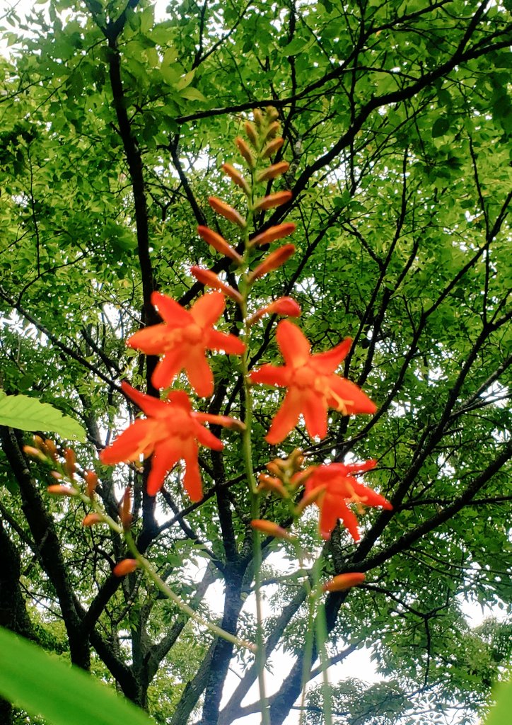おはようございます🙋‍♀️ヒメヒオウギズイセン(姫檜扇水仙)の花言葉は楽しい思い出❃歓喜❃青春の喜びです🥳振り返った時に楽しい思い出となるような💫そんな素敵な１日になりますように🌈🥰💞
