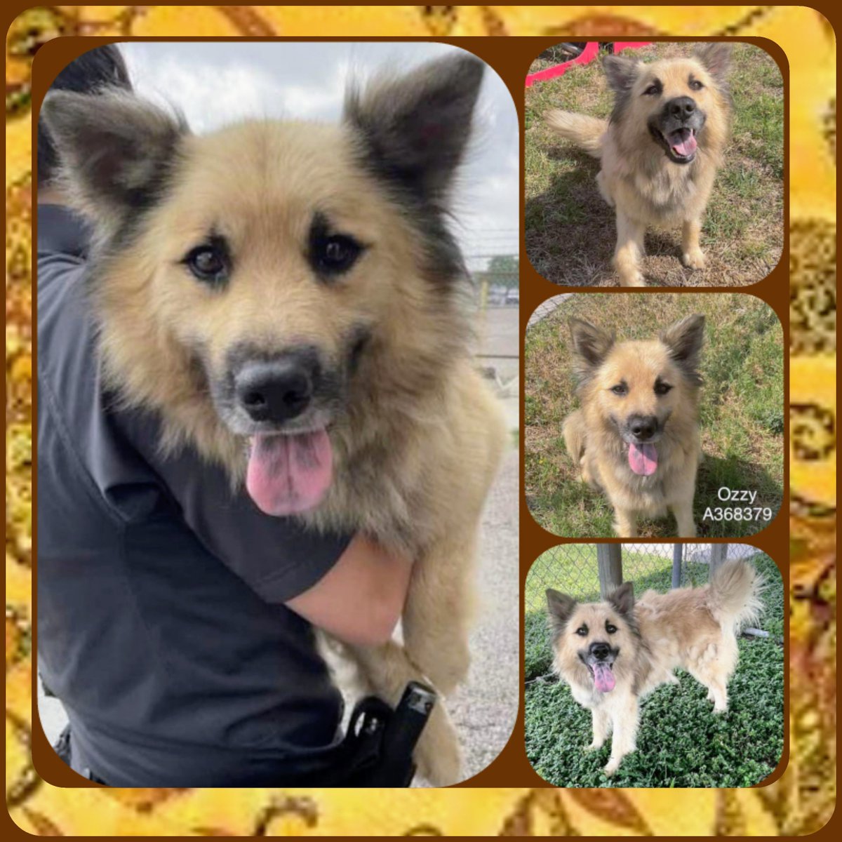 rothfarms's tweet photo. 🚨❤️‍🩹⏰ OZZY Pawsborne #A368379 GSD Mix 5yo 34 lbs HW+ GORGEOUS Smallish HAPPY with STAFF cautious with other dogs 🐶 No reason to KILL him on 7/8🖤😫 Hes a KEEPER!

Please🙏 PLEDGE to SAVE OZZY 💞 ADOPT OZZY at CORPUS CHRISTI AC 📧 ccacsrescues@cctexas.com 📞 361-826-4630 https://t.co/kodmoeamln