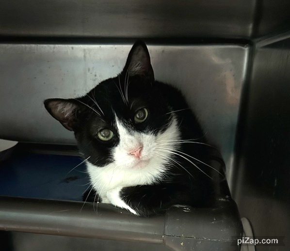 NYCDEATHROWCATS's tweet photo. THERE ARE 29 ANIMALS ( 5 CATS &amp; 24 DOGS)  AT RISK FOR SATURDAY 7/6/24 DEADLINE IS NOON. PLEASE SHARE, FOSTER, ADOPT, TAG FRIENDS, POST TO SOCIAL MEDIA SITES, PLEDGE TO  HELP SAVE THEIR LIVES. NEW PHOTOS https://t.co/Rt2PL8RIF6 https://t.co/j5JfoNYbqe