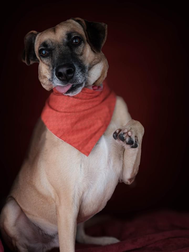 abrigojoaorosa's tweet image. Noah é um doguinho que tem tanto amor pra dar, mas tanto..
Que a família que o adotar, vai tirar a sorte grande.

🐾 5 anos.
🐾 Porte médio.
🐾 15 Kg.
🐾 Castrado e vacinado.