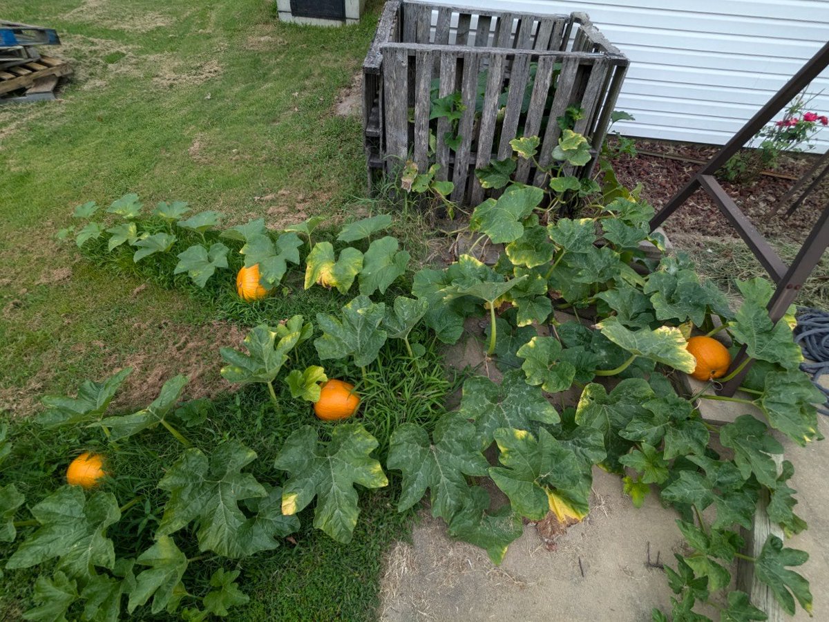 Getting my jack-o'-lanterns ready this #IndependenceDay thanks to our magic compost bin. ¯⁠\⁠_⁠(⁠ツ⁠)⁠_⁠/⁠¯