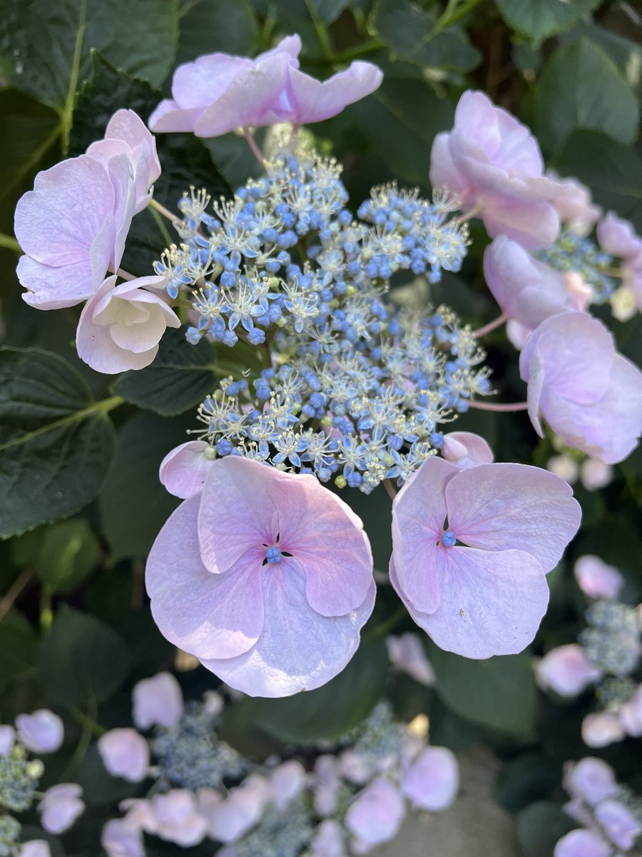 BlindedBite's tweet photo. My #LaceCap #Hydrangea have come into bloom with a spectacular deep green leaf, blush pink settles and baby blue buds with a kiss of a light celadon green #CasaDeEleanore #1939Bungalow https://t.co/AexL84erFA