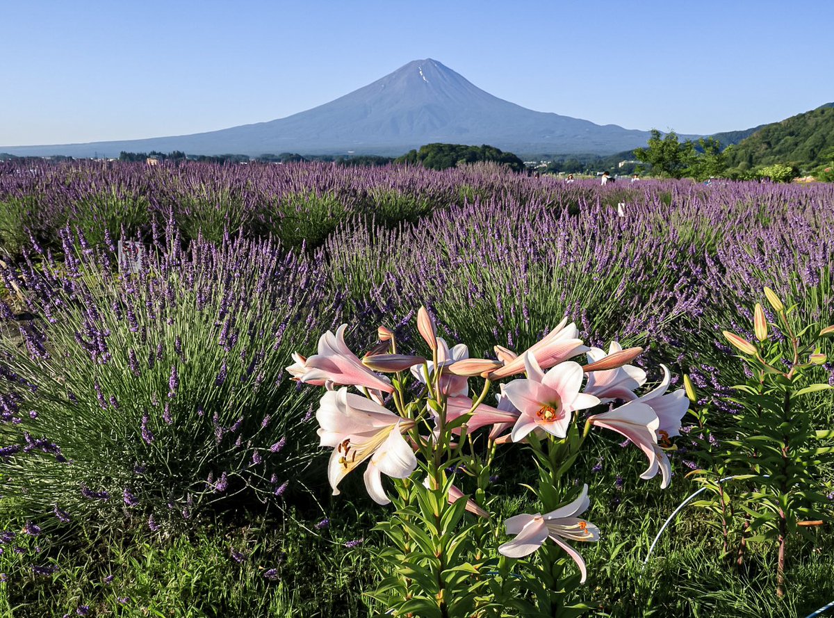 山頂が染まり赤富士に…  ラベンダーが見ごろを迎え早朝から三脚がズラりと並び賑わっていました✿.*･
河口湖 大石公園
2024.7.5   4:30am -