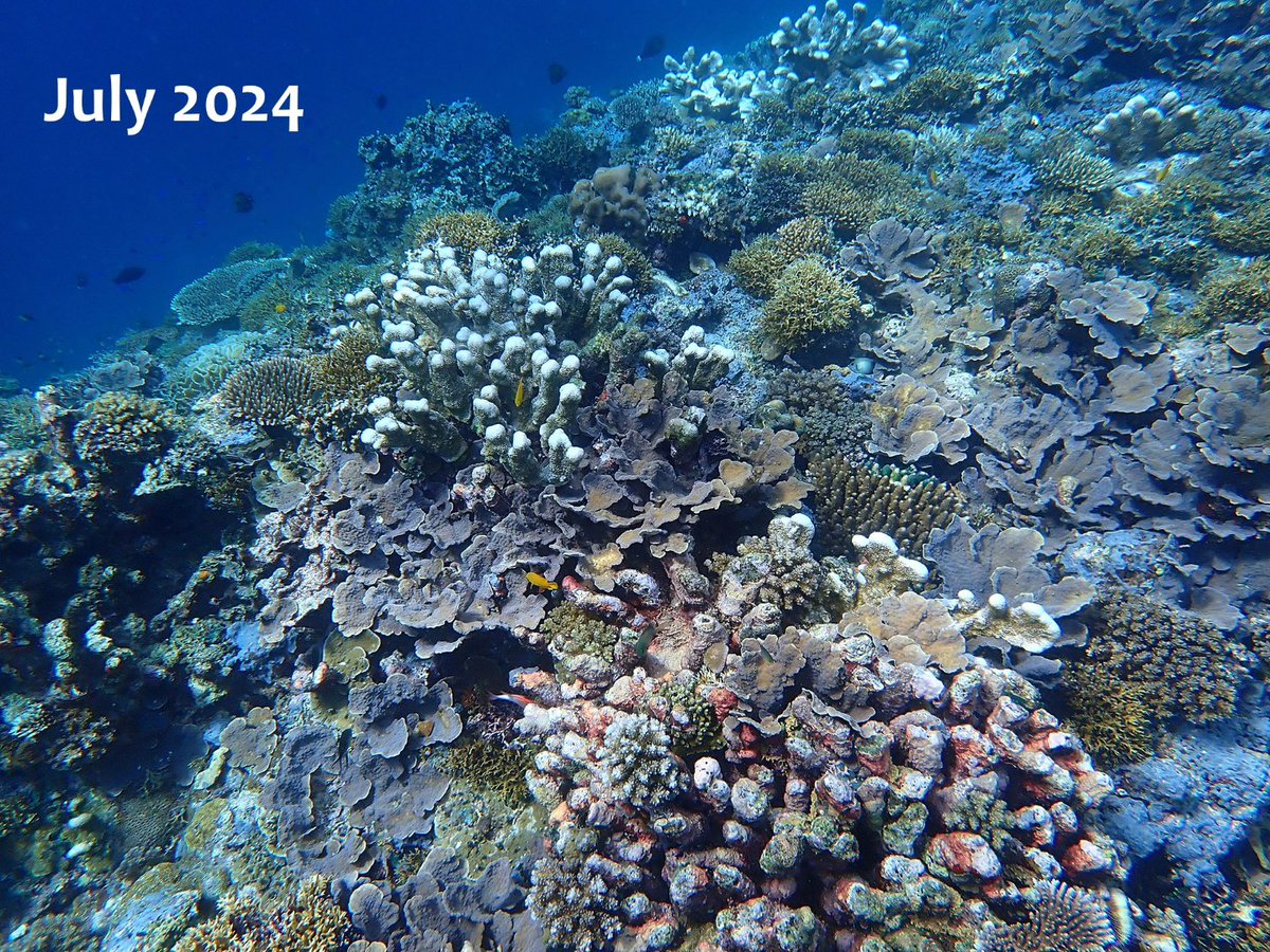 Coral Sea Foundation tweet media