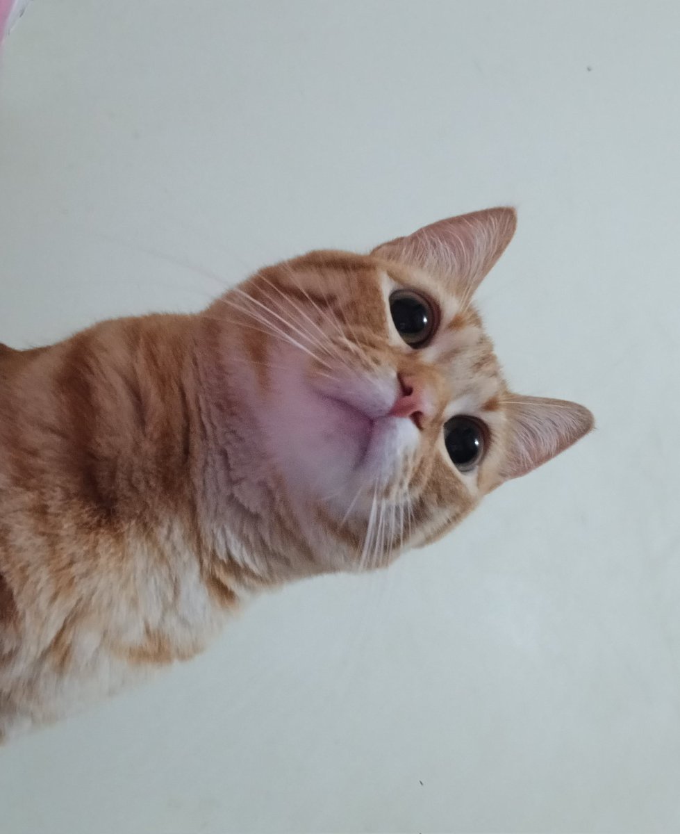 cc ternurines tweet media