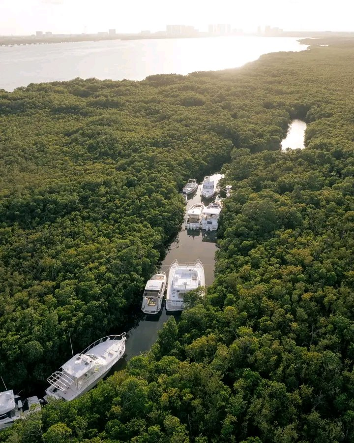Jo_ran_'s tweet photo. Yates refugiándose en los manglares del huracán. En Riviera Maya, Cada vez menos manglares que por la predación y vorágine de infraestructura turística en unas cuantas manos. Matas manglar por capital y necesitas el manglar para cuidar tu capital. Paradójico. https://t.co/RiaReVp2KL