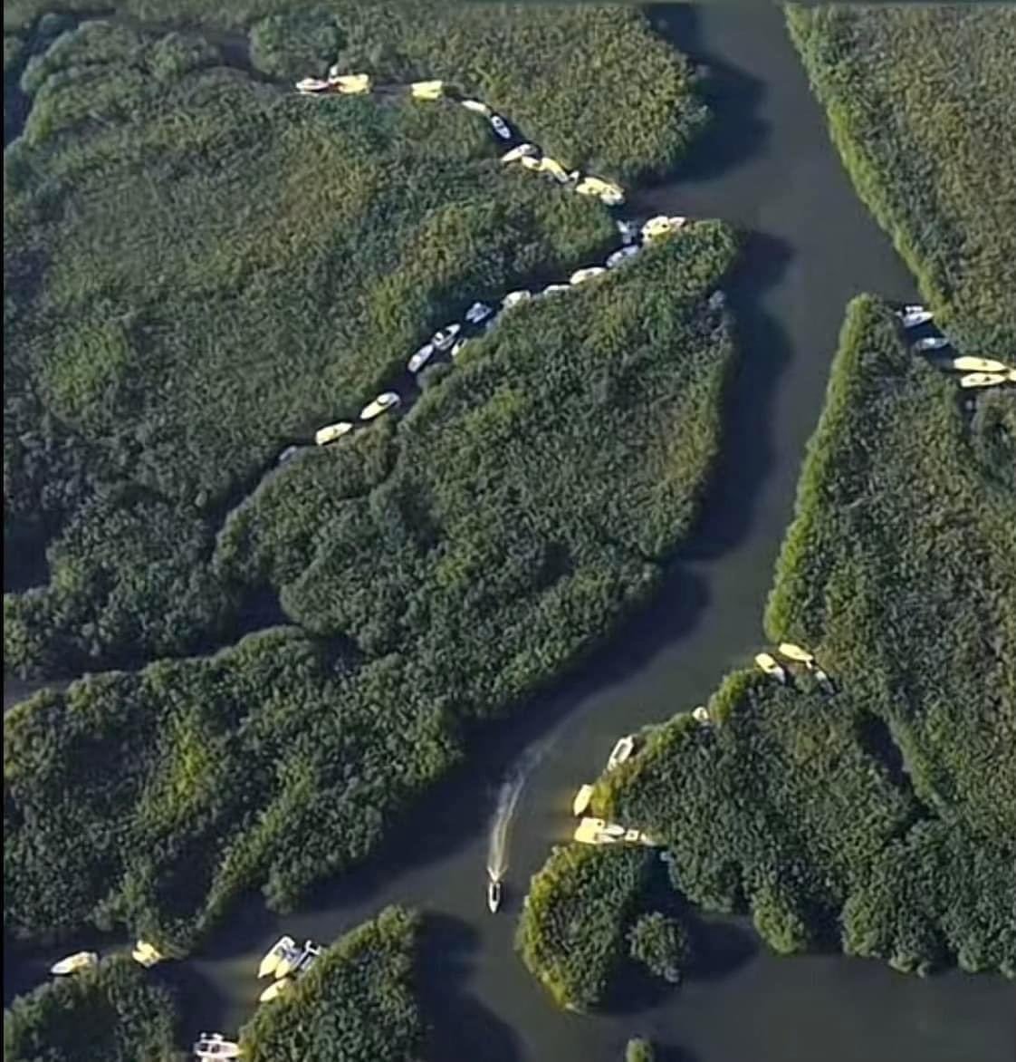 Jo_ran_'s tweet photo. Yates refugiándose en los manglares del huracán. En Riviera Maya, Cada vez menos manglares que por la predación y vorágine de infraestructura turística en unas cuantas manos. Matas manglar por capital y necesitas el manglar para cuidar tu capital. Paradójico. https://t.co/RiaReVp2KL