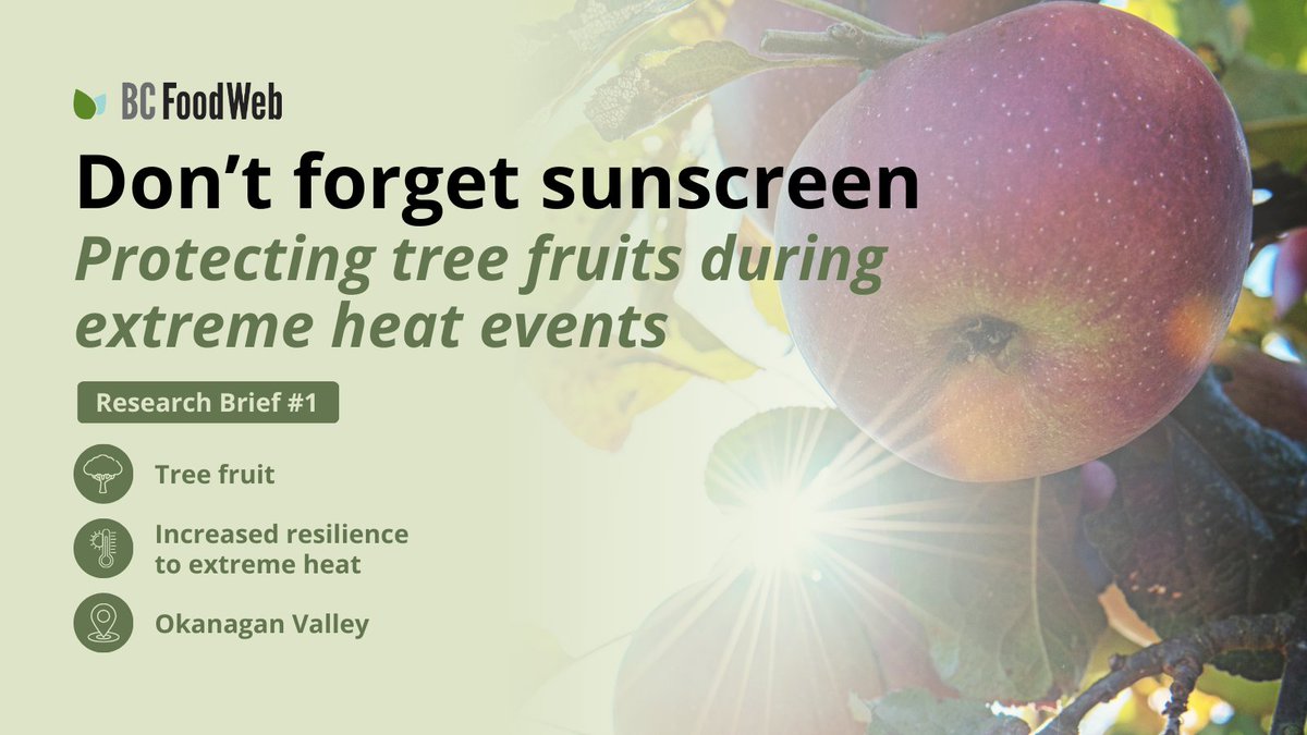 We're excited to announce the launch of a new series of research briefs! 🚀 

This month’s brief, “Don’t forget sunscreen: Protecting tree fruits during extreme heat events”, covers research on foliar protectants in the Okanagan Valley 🍎☀️🌳 

Read more: bcfoodweb.ca/briefs/dont-fo…