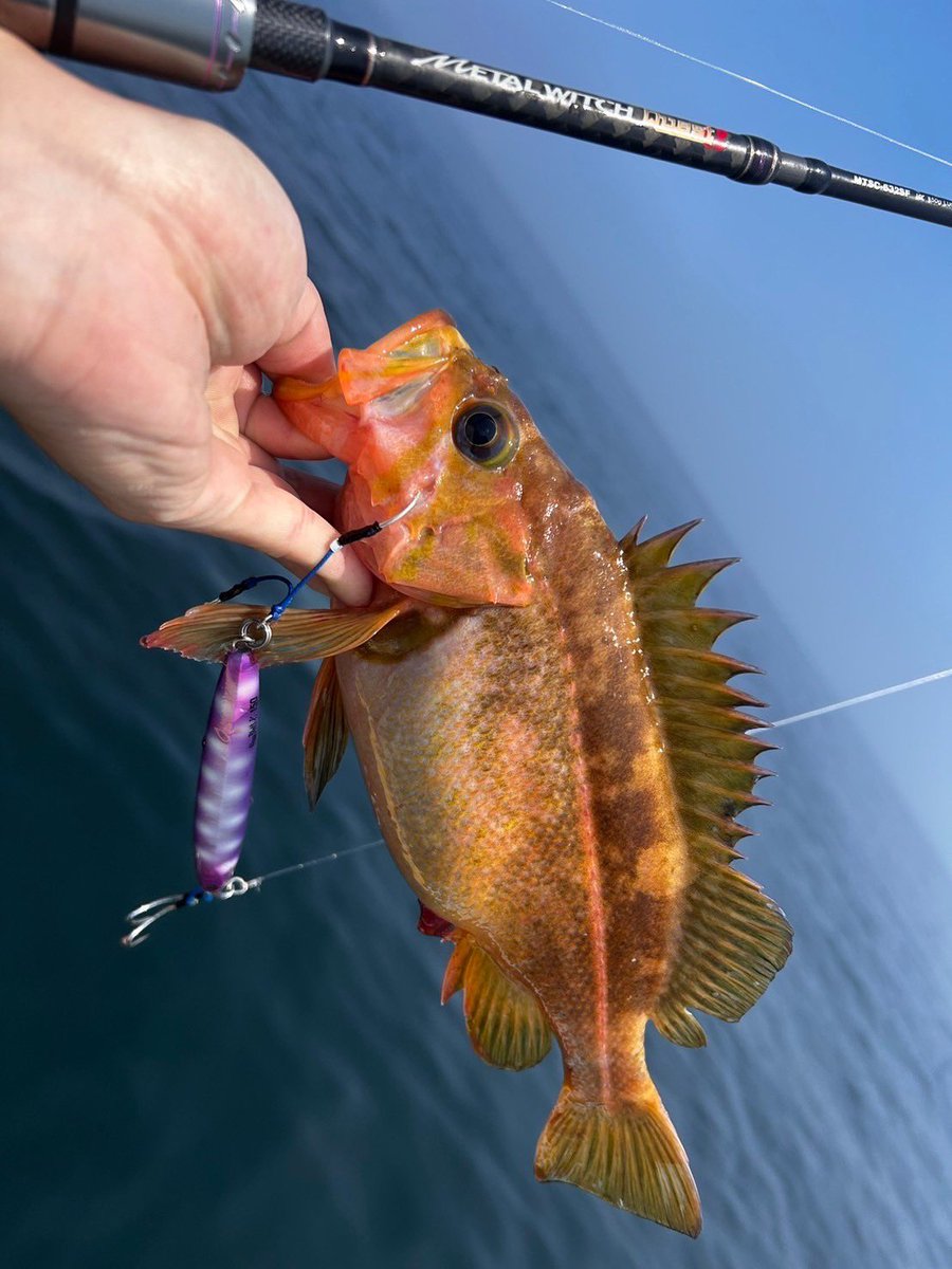 palms_global's tweet image. Slow Jigging with Slow Blatt L in Japan 🇯🇵
Rod: METAL WITCH QUEST α 632SF
Lure: Slow Blatt L 
Thank you Kei !!
 #palmsfishing #slowjigging #slowjig #slowpitchjigging #offshorejigging #jigging #deepseafishing #codjigging #codfishing #deepseajigging @palms_japan