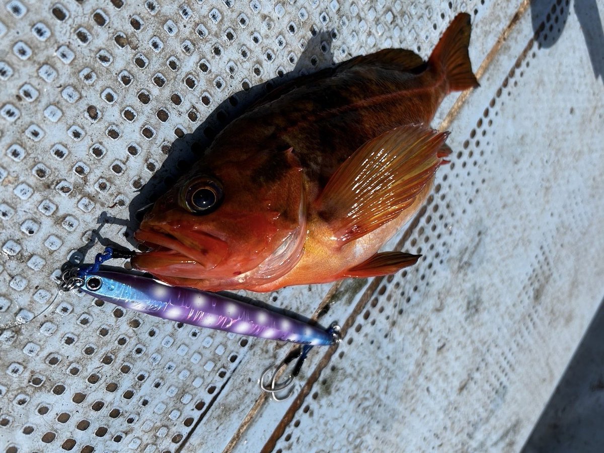 palms_global's tweet image. Slow Jigging with Slow Blatt L in Japan 🇯🇵
Rod: METAL WITCH QUEST α 632SF
Lure: Slow Blatt L 
Thank you Kei !!
 #palmsfishing #slowjigging #slowjig #slowpitchjigging #offshorejigging #jigging #deepseafishing #codjigging #codfishing #deepseajigging @palms_japan