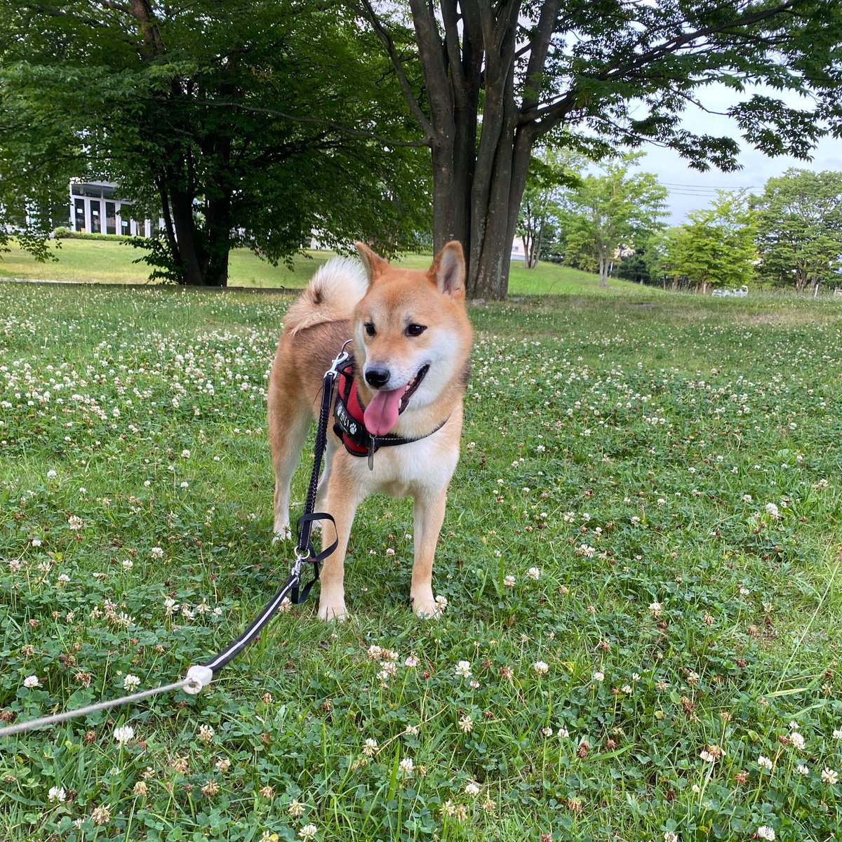 ShibainuKAIkun's tweet photo. おはようございます。

散歩しておやつタイムです😆🐕

#柴犬  #動物好き #かわいい #犬のいる暮らし #おやつ #散歩 #狗 #shibainu #dog #cute #doglovers #snack #dogwalking https://t.co/ftWyq2Q7vf