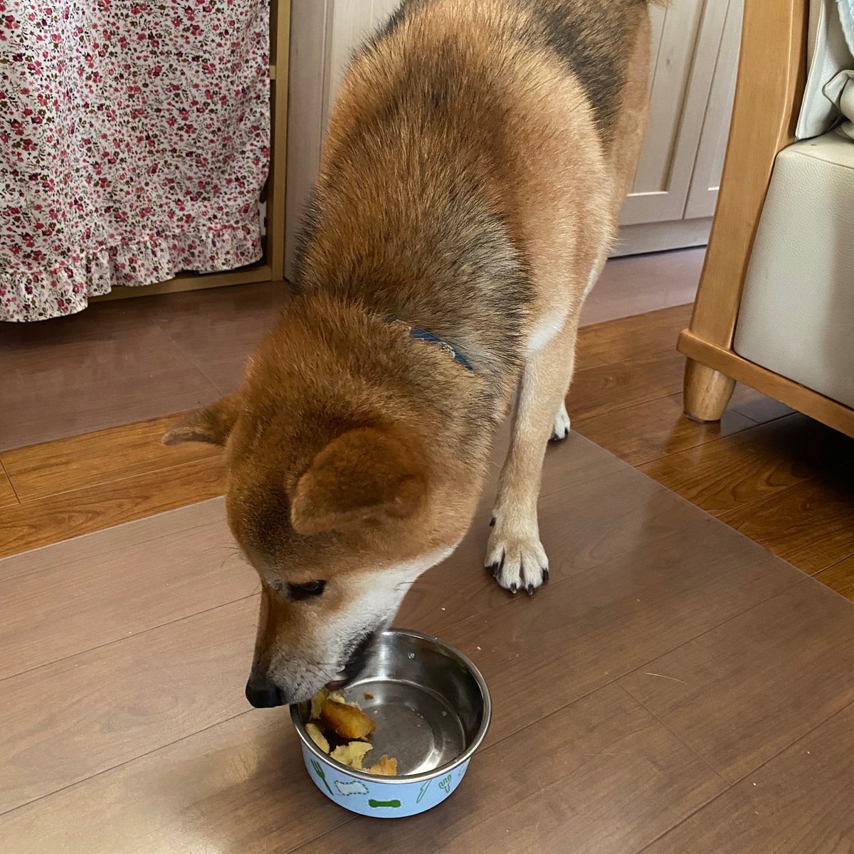 ShibainuKAIkun's tweet photo. おはようございます。

散歩しておやつタイムです😆🐕

#柴犬  #動物好き #かわいい #犬のいる暮らし #おやつ #散歩 #狗 #shibainu #dog #cute #doglovers #snack #dogwalking https://t.co/ftWyq2Q7vf