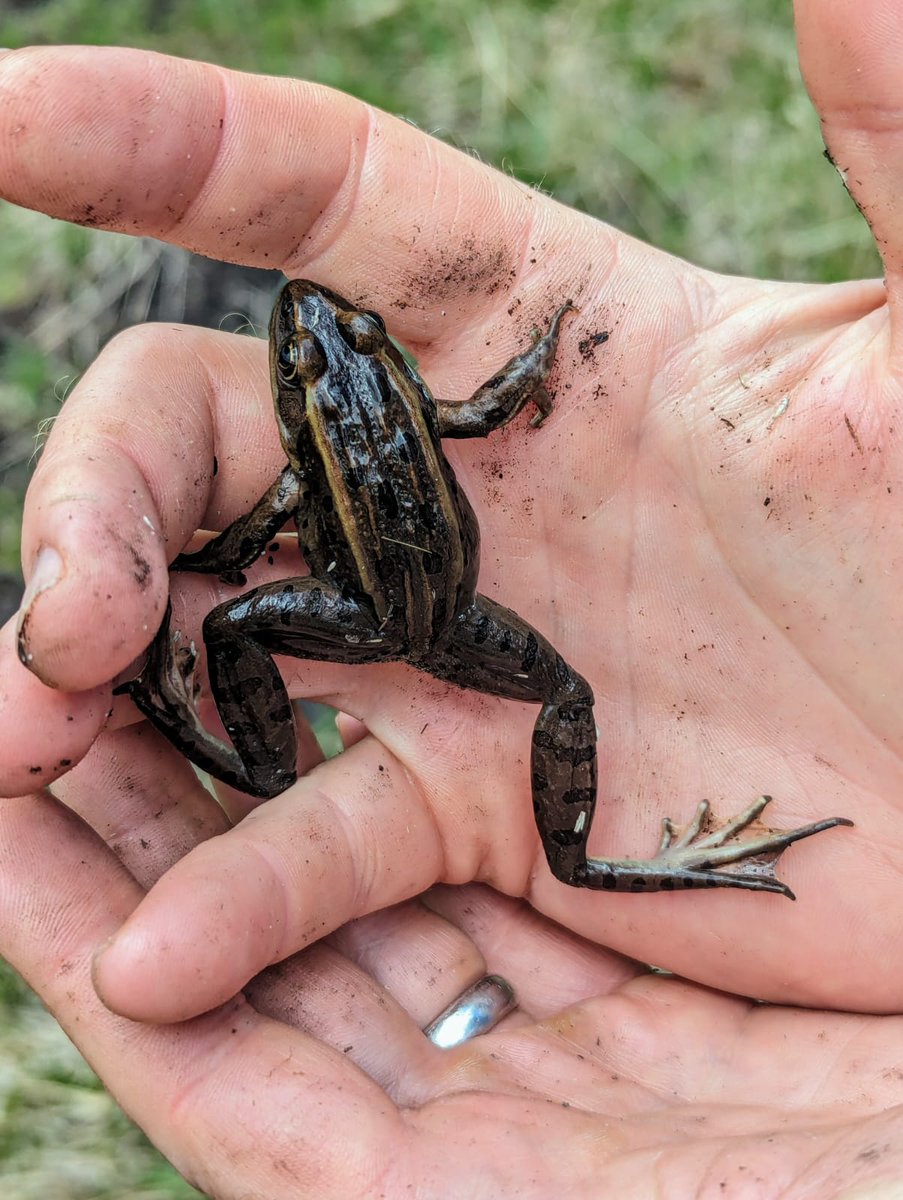 corralesphenology.blogspot.com/2024/07/as-sun…
Corrales is full of strange critters