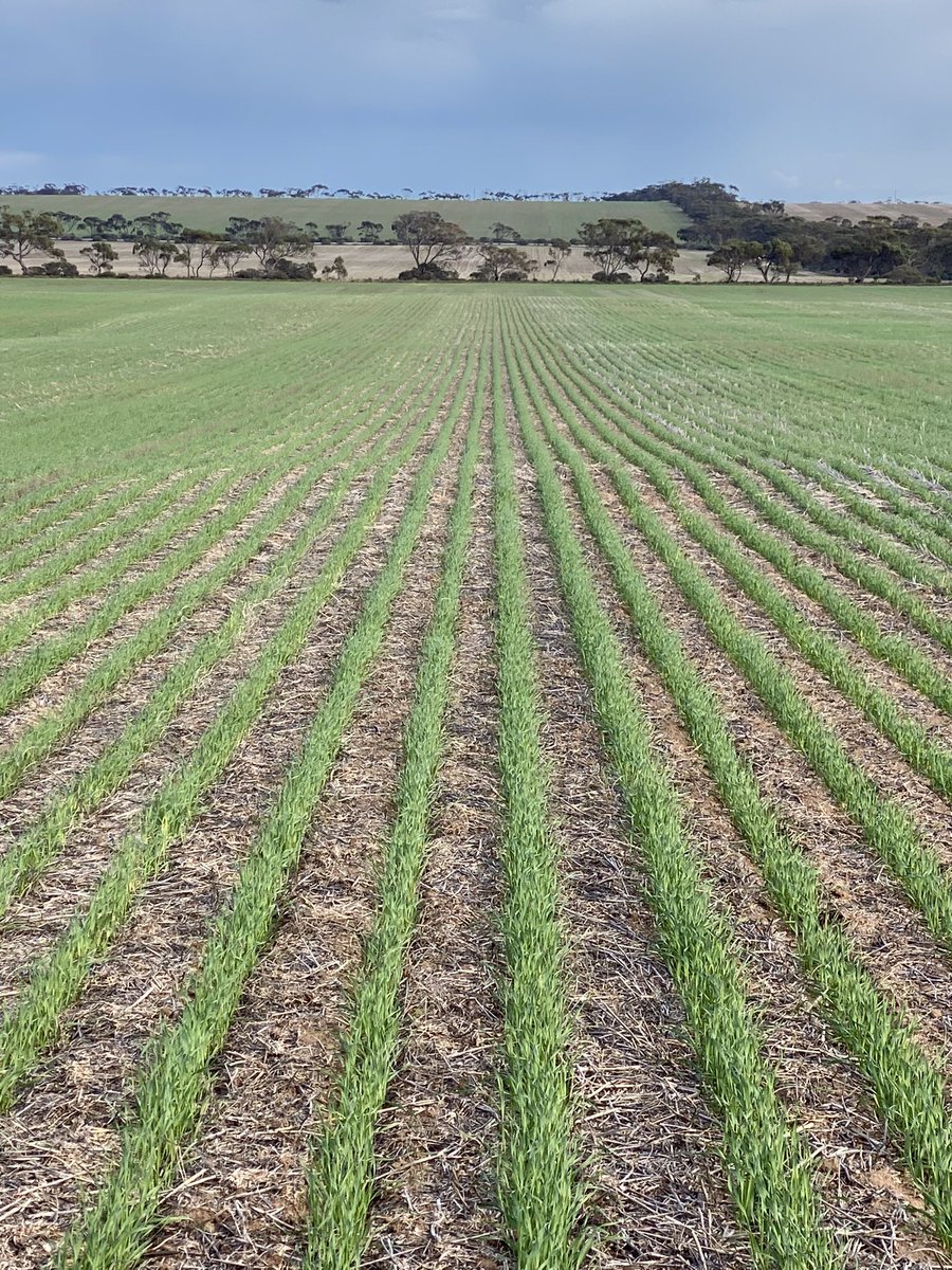 RockleyvBute's tweet photo. Overwatch &amp; Sakura partner mixed Pre em. 
V happy with the safety &amp; control. @danhillaz https://t.co/TdP0Tebs2l