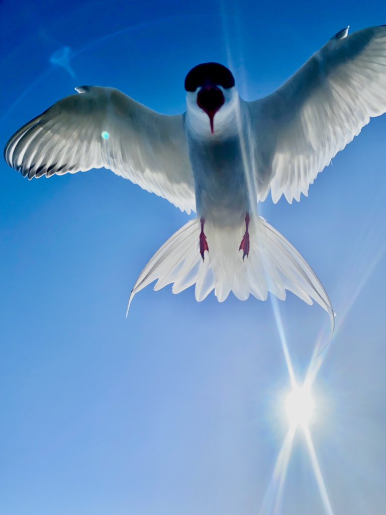 What a privilege to be dive bombed by an Artic tern at the brilliant <a href="/nationaltrust/">National Trust</a> Long Nanny tern colony