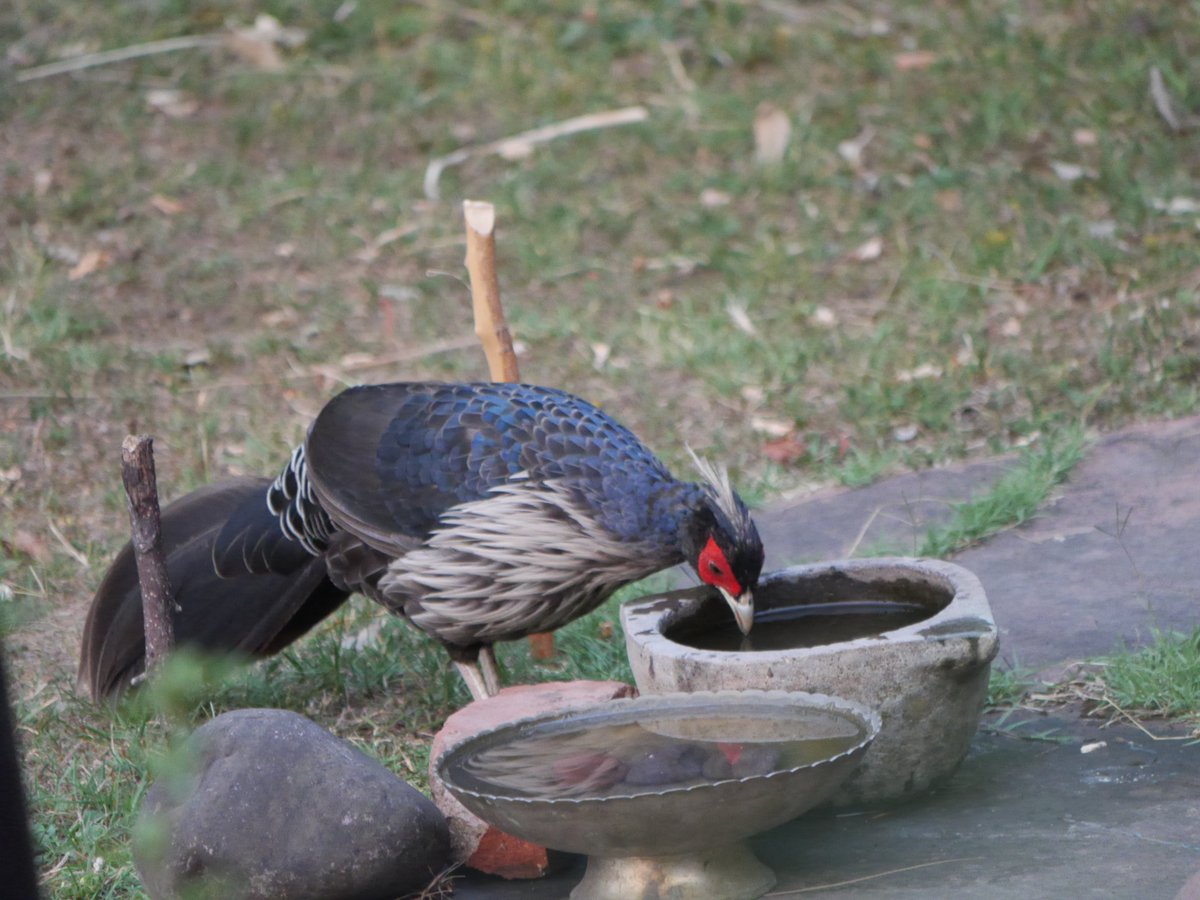 heart_podcast's tweet photo. Male #KhaleejPheasant at the #waterbowl #waterforbirds #IndiAves #birdsofuttarakhand #birdsofindia #storiesfromthewild #wild_himalayan #NatureTwitterCommunity #podcaster #RedBlueandWhite #himalayanfeathers https://t.co/OBKXemsuvI