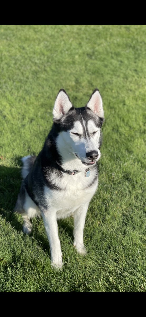 JakeViales's tweet photo. It’s her 4th birthday on the 4th of July. 
Still can’t believe we’ve had her 4 years. https://t.co/pMQEYlW5bi