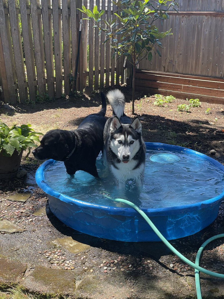JakeViales's tweet photo. It’s her 4th birthday on the 4th of July. 
Still can’t believe we’ve had her 4 years. https://t.co/pMQEYlW5bi