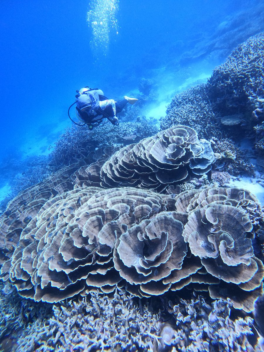 Jadwal Trip 
Juli - 22 - 30 
Sept. 13 - 17 ( private trip )

Info trip / nanya2 via WA yaa di 0811401449

#photodiveseto #wakatobi #wakatobidivetrip #scubalifestyle
#wonderfulindonesia #diindonesiaaja #pesonaindonesia #baubau #signingblue #beachlife #underwaterlife #underwater