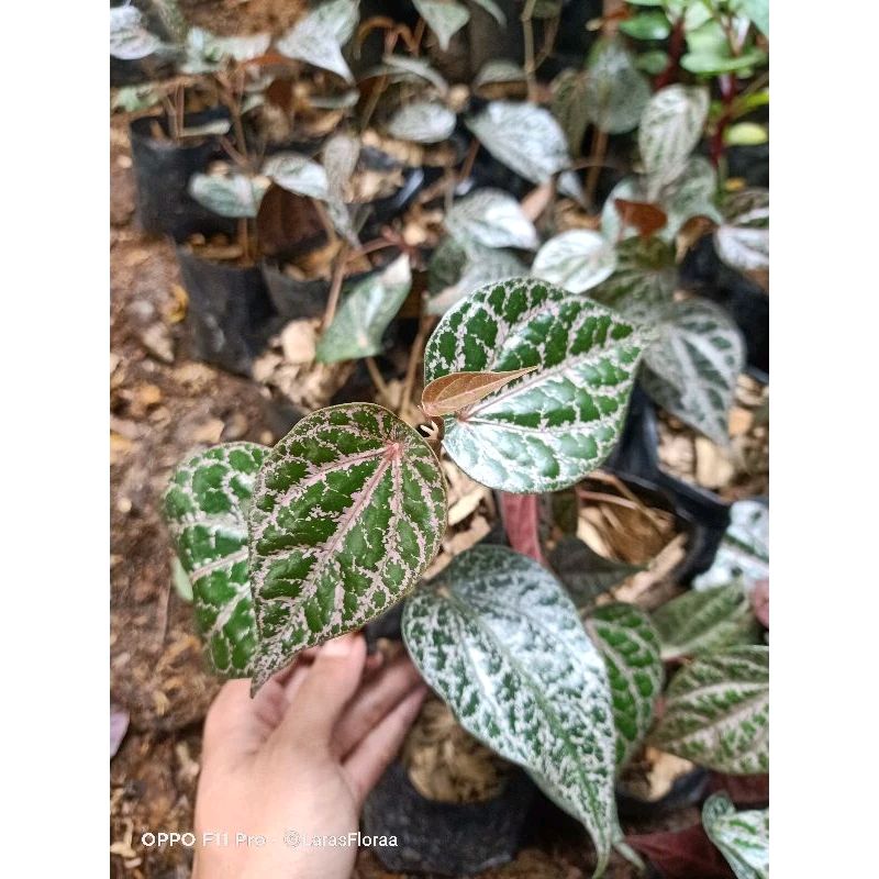 dosopriyanto's tweet image. Cek (BISA COD) tanaman sirih merah / tanaman merambat / Tanaman herbal dengan harga Rp13.000. Dapatkan di Shopee sekarang!
#saveProfBUS #pelakor #banser #ahok #cantik #penjilat #asusila #pertamina #cakep #unair #ketuakpu  s.shopee.co.id/40LtxkmWwv?sha…