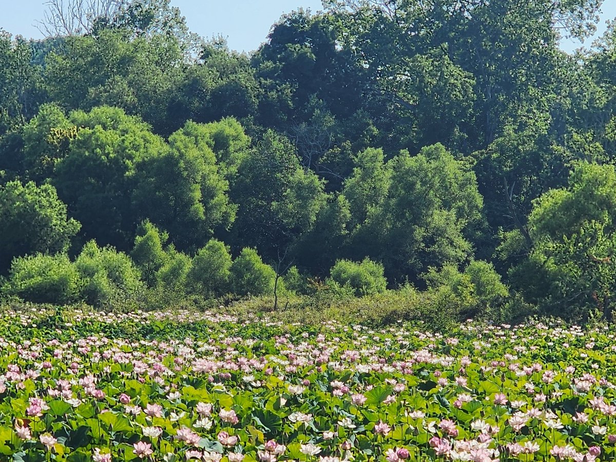 NC'sVeryOwn tweet media