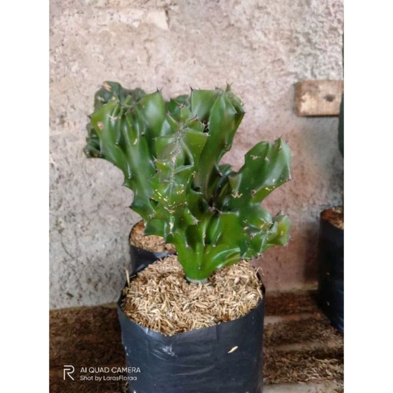 dosopriyanto's tweet image. Cek Tanaman Kaktus Sekulen / Tanaman Kaktus Tulang / Pohon Kaktus Tulang dengan harga Rp55.000. Dapatkan di Shopee sekarang!
#saveProfBUS #pelakor #banser #ahok #cantik #penjilat #asusila #pertamina #cakep #unair #ketuakpu  s.shopee.co.id/6Kjok4cq7t?sha…