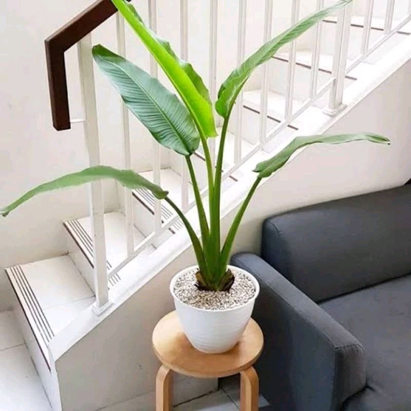 dosopriyanto's tweet image. Cek Tanaman Pisang Kipas / Tanaman Hias Calathea pisang kipas /  Pisang Pisangan /  Pisang Kipas /  Pisang Pisangan /  pisang kipas dengan harga Rp120.000. 
#saveProfBUS #pelakor #banser #ahok #cantik #penjilat #asusila #pertamina #cakep #unair #ketuakpu  s.shopee.co.id/20apaOzsp1?sha…