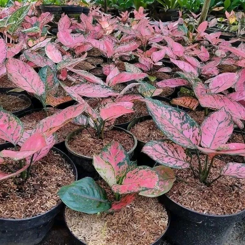 dosopriyanto's tweet image. Cek Tanaman Hias Aglonema Lady Valentine / Aglonema Lady Valentin dengan harga Rp45.000. Dapatkan di Shopee sekarang!
#saveProfBUS #pelakor #banser #ahok #cantik #penjilat #asusila #pertamina #cakep #unair #ketuakpu  s.shopee.co.id/4VIAZ3sbFv?sha…