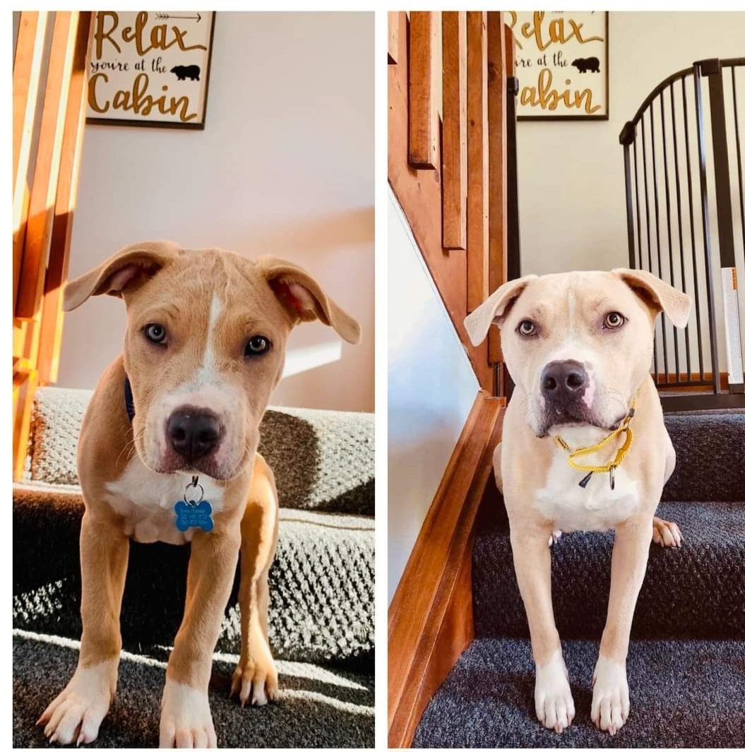 Miss ya Cuz! Hope you're having a great BD in Puppy Heaven! RIP Rummy!