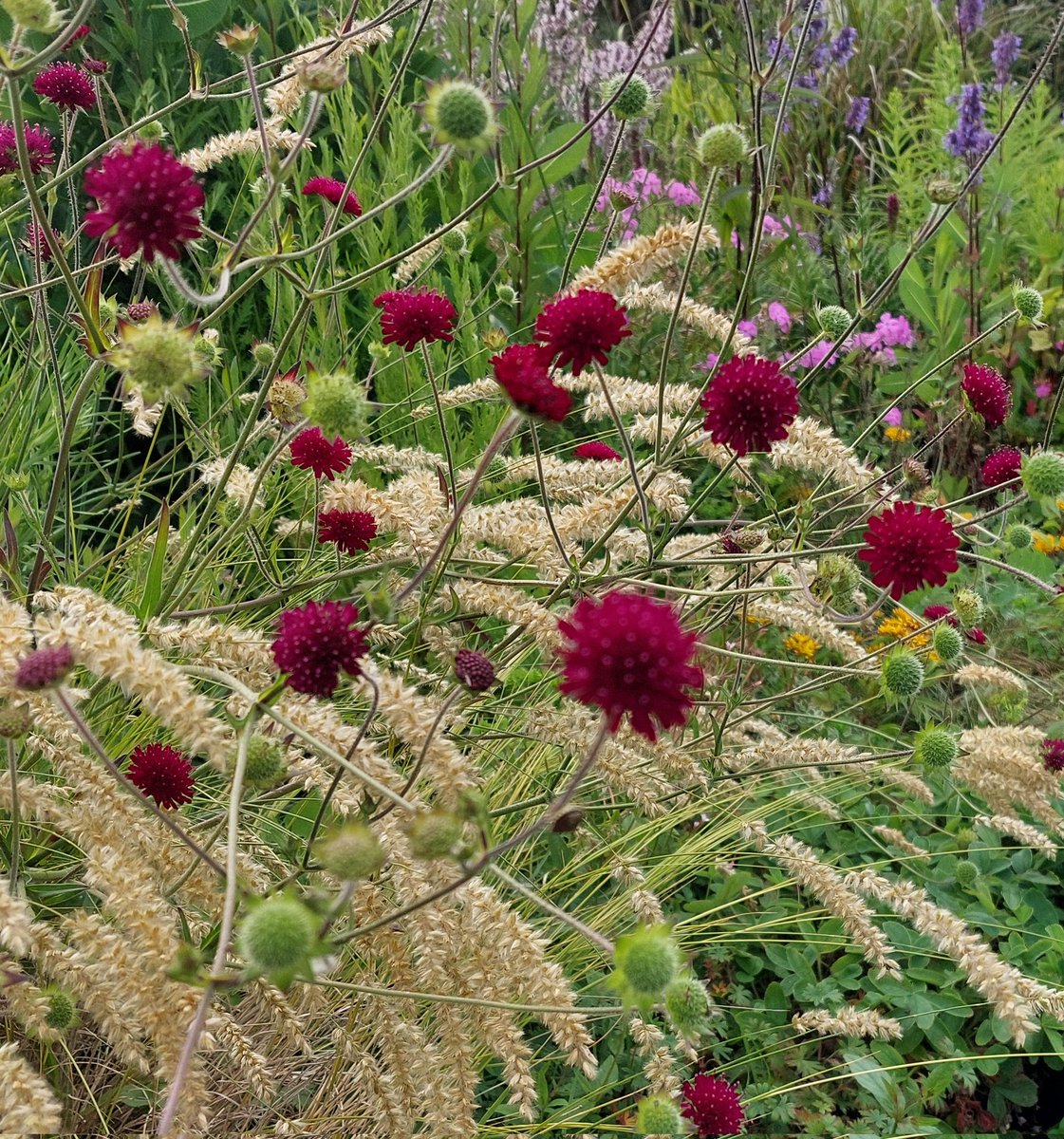 Knautia macedonica old red form looks at home with the warm golden flowers of Melica persica. Both wanting full sun and drained soil.

#knautia #knautiamacedonica #melica #melicapersica #ornamentalgrasses #naturalistic