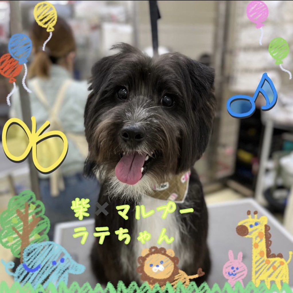 kwm_kumante's tweet image. 職場のスタッフから飼い犬が一昨日迷子になってしまったと相談を受けました。
保健所には連絡入れてるみたいで、未だ見つかってないそうなので微力ながら投稿させて頂きました。迷子になった場所は苫小牧市明徳町3丁目付近です。見かけた方がいらっしゃれば宜しくお願い致します🙇‍♂️
#拡散希望