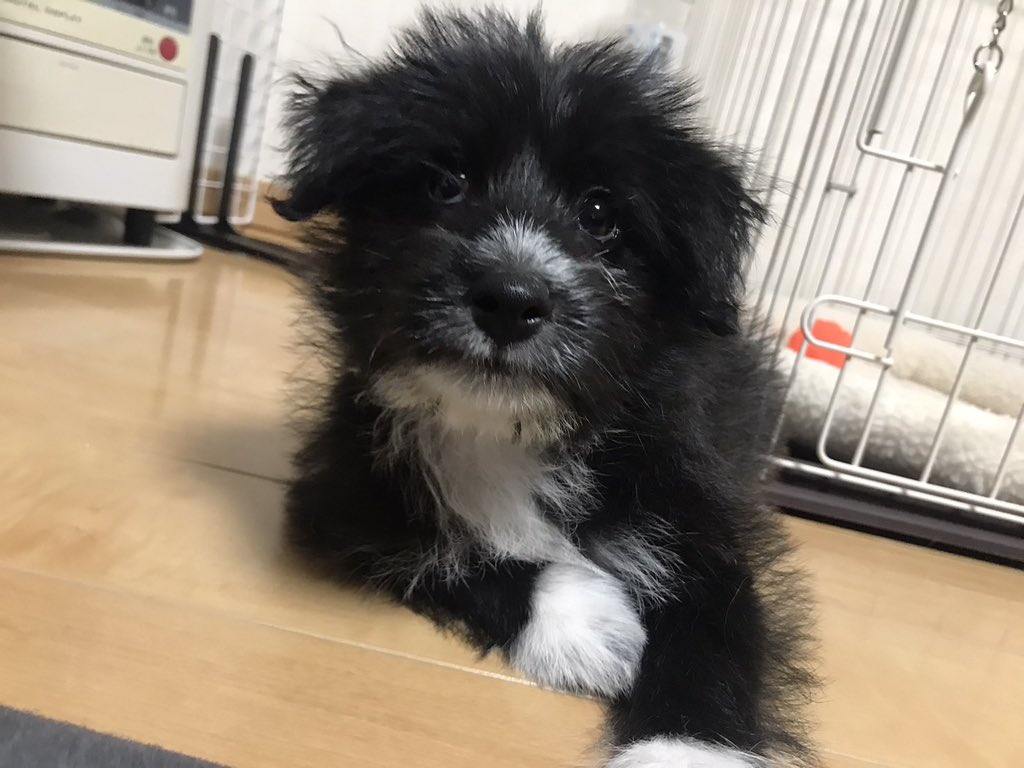 kwm_kumante's tweet image. 職場のスタッフから飼い犬が一昨日迷子になってしまったと相談を受けました。
保健所には連絡入れてるみたいで、未だ見つかってないそうなので微力ながら投稿させて頂きました。迷子になった場所は苫小牧市明徳町3丁目付近です。見かけた方がいらっしゃれば宜しくお願い致します🙇‍♂️
#拡散希望