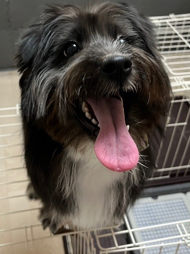 kwm_kumante's tweet image. 職場のスタッフから飼い犬が一昨日迷子になってしまったと相談を受けました。
保健所には連絡入れてるみたいで、未だ見つかってないそうなので微力ながら投稿させて頂きました。迷子になった場所は苫小牧市明徳町3丁目付近です。見かけた方がいらっしゃれば宜しくお願い致します🙇‍♂️
#拡散希望