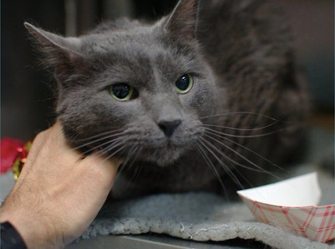 Allow me one more heartfelt tweet
for #NewYork oldie JoJo scared but sweet!
The clock is ticking very fast
so let's save this boy at last!
Adoption would be the best
or pledge &amp; a rescue will do the rest! 🙏
Tag <a href="/LOVE_CATS_ONE/">Nathalie Ⓥ 𓃟 #Pigoneer</a> with pledges!
VERY URGENT!
nycacc.app/#/browse/202380