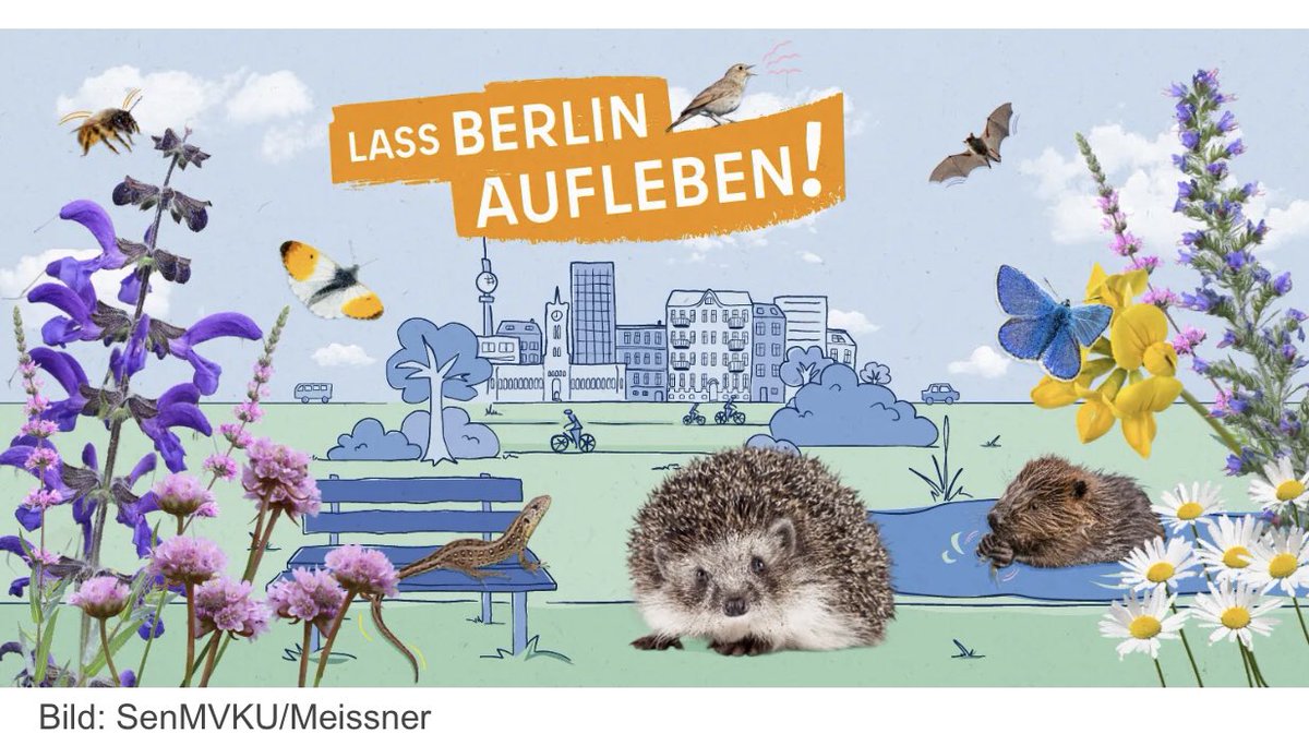 Gemeinsam #Schmetterlinge in #Berlin schützen!

App runterladen &amp; gemeinsam Lieblingsorte kartieren 🦋

<a href="/SenMVKUBerlin/">Senatsverwaltung MVKU Berlin</a> <a href="/DeWiSt92/">Deutsche Wildtier Stiftung</a> <a href="/NABU_Berlin/">NABU Berlin</a> <a href="/campusnatur_fu/">Blühender Campus FU Berlin</a> <a href="/FU_Berlin/">Freie Universität</a> <a href="/UFZ_de/">UFZ</a> <a href="/idiv/">iDiv Biodiversity Research</a> <a href="/GuyPeer3/">Guy Pe'er</a> 
berlin.de/sen/uvk/natur-…