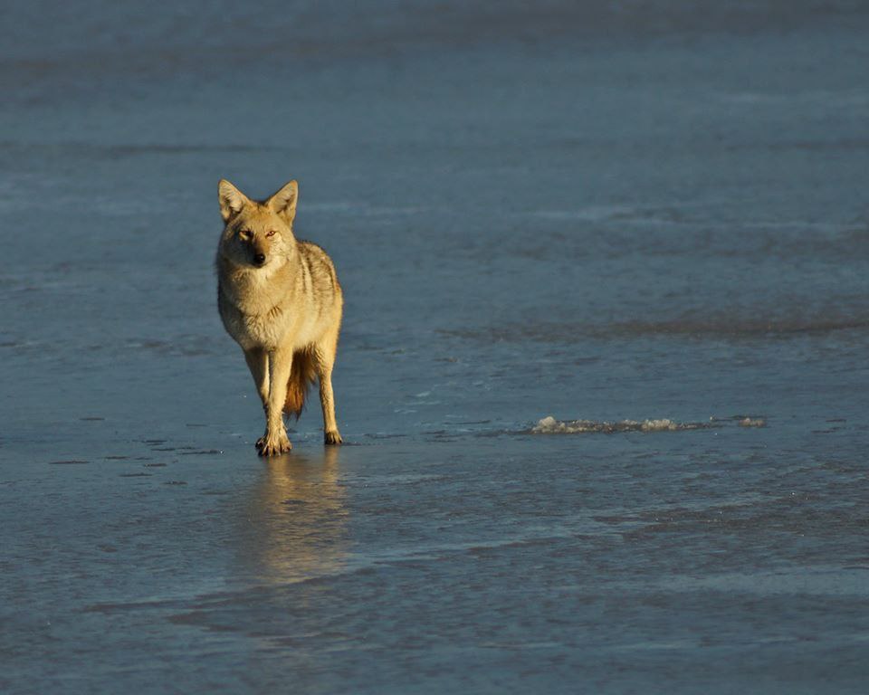 OnlyYotes tweet media