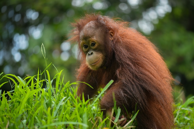 We love a Frizzy Hair Friday pic! ❤️

Ochre lives at our BORA rescue centre 🌳and was named for the beautiful rich colour of his hair.

His long, luscious locks are perfect for the ultimate frizz factor when it rains! ☔️