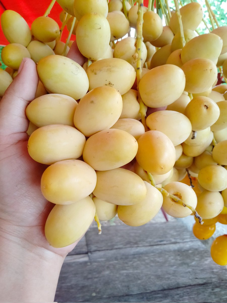 แก่จัดพร้อมตัดขายแล้ววว อินทผลัมบาฮีของเราาา