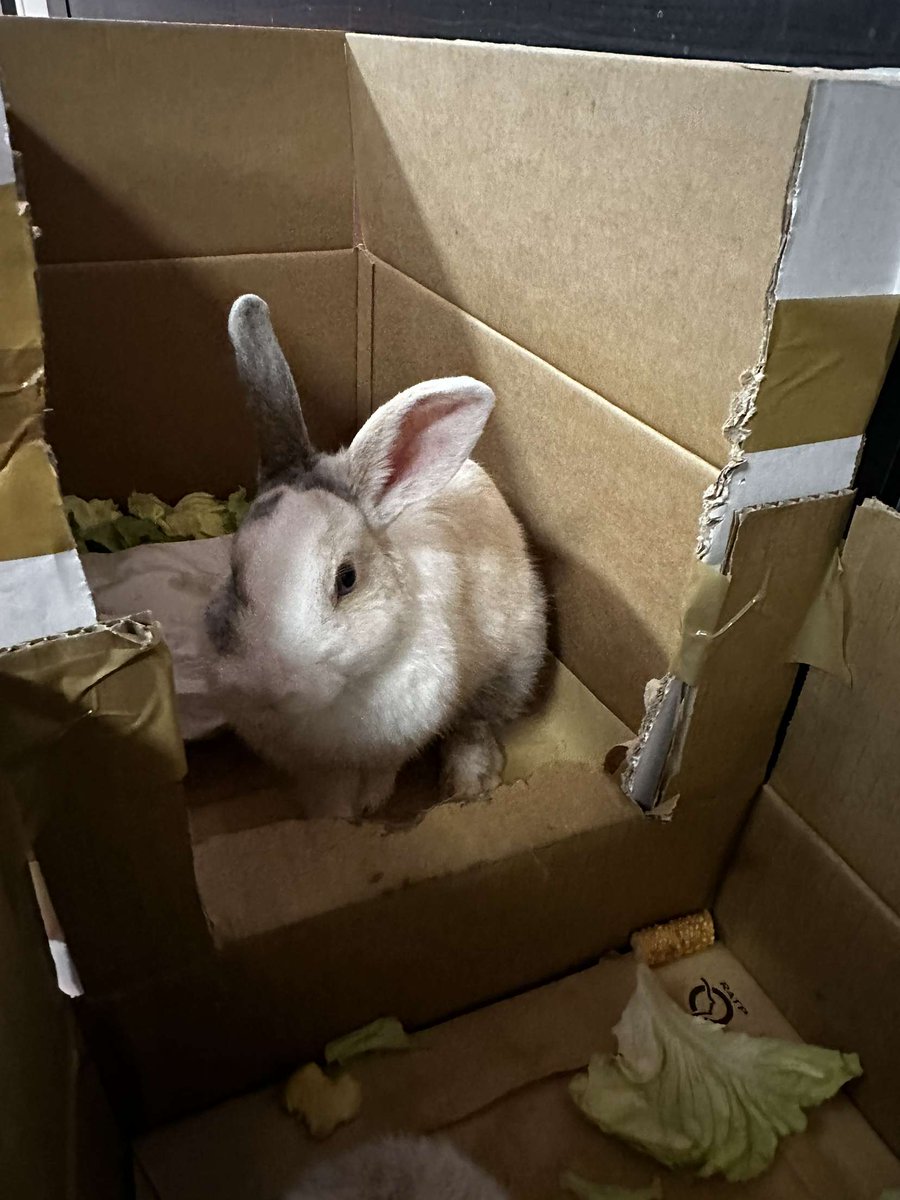 RER_A's tweet image. 🐰🔍 Ces #lapins ont été retrouvés hier soir en gare #RERA de Châtelet–Les Halles autour de 19 heures. Nous recherchons leur propriétaire ! N'hésitez pas à nous contacter si vous avez des informations, et RT pour diffuser ! 🙏