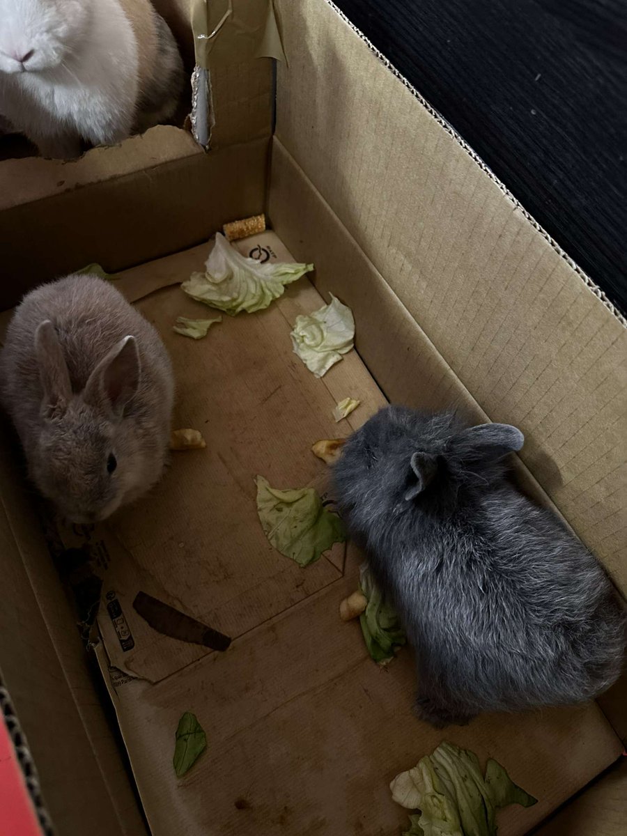 RER_A's tweet image. 🐰🔍 Ces #lapins ont été retrouvés hier soir en gare #RERA de Châtelet–Les Halles autour de 19 heures. Nous recherchons leur propriétaire ! N'hésitez pas à nous contacter si vous avez des informations, et RT pour diffuser ! 🙏