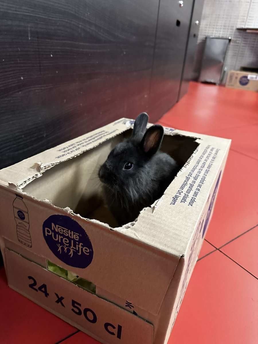 RER_A's tweet image. 🐰🔍 Ces #lapins ont été retrouvés hier soir en gare #RERA de Châtelet–Les Halles autour de 19 heures. Nous recherchons leur propriétaire ! N'hésitez pas à nous contacter si vous avez des informations, et RT pour diffuser ! 🙏