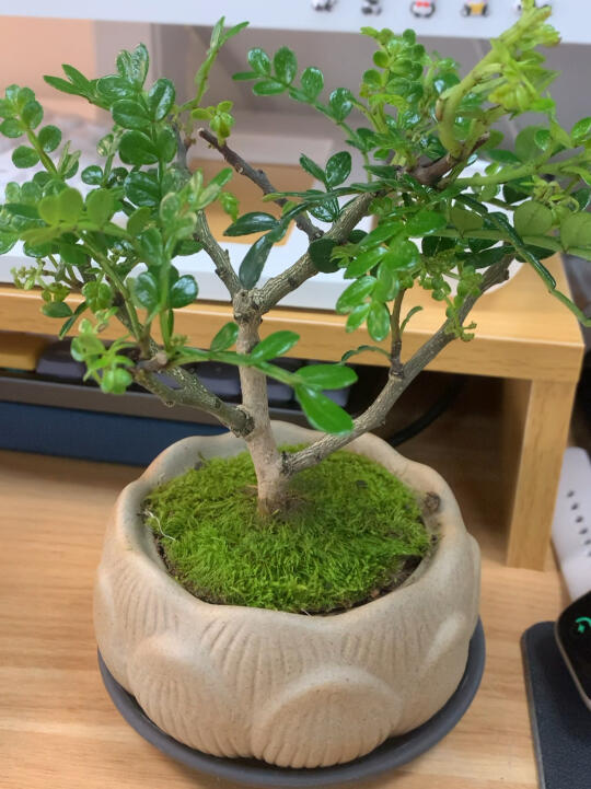 隨便選的小盆栽，真的太好看！是胡椒木，葉子非常有光澤，下面是紫砂盆，表面一層小小苔蘚，擺在桌面上看著心情好舒暢！