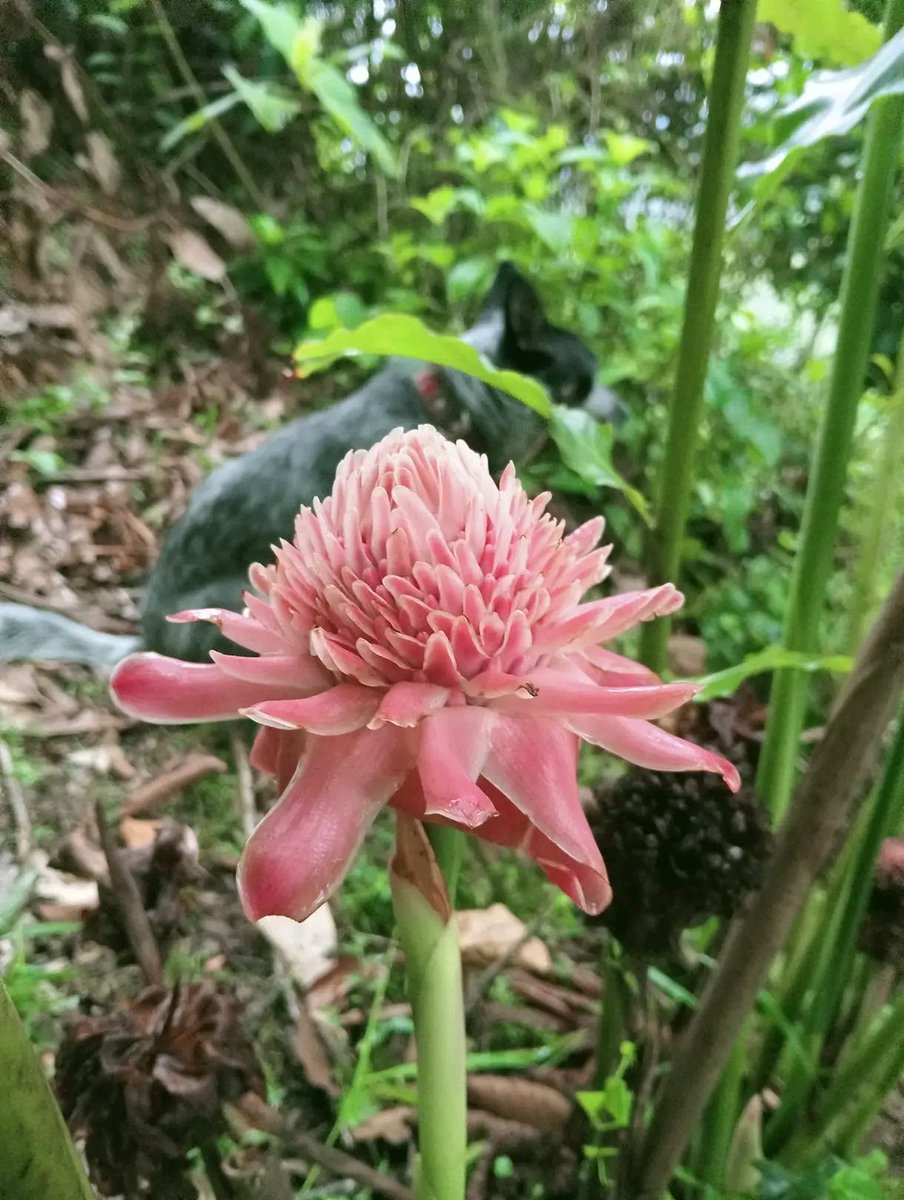 Tess4T's tweet photo. Jardín Botánico Xoxoctic 
#CuetzalanDelProgreso #Puebla. https://t.co/Bl3eUH17IP
