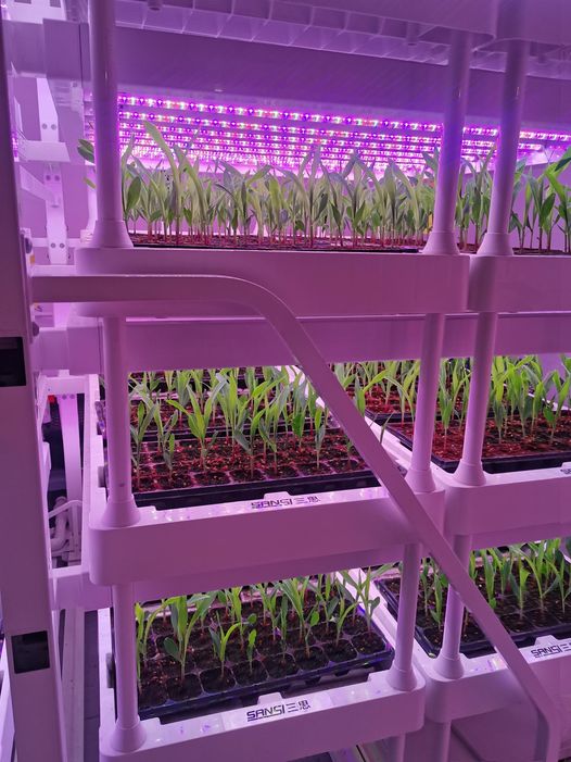 SansiLED's tweet photo. New Generation Smart Farming Solution #ledgrowlight #plantlighting #indoorplants #growlights #plantgrowth #hydroponics #botanicallighting #gardenspectrum #indoorfarming #growroom #fullspectrum #sunlightsimulation #planthealth #growwithled #smartplantlighting #verticalfarming https://t.co/pmGDnjKy5K