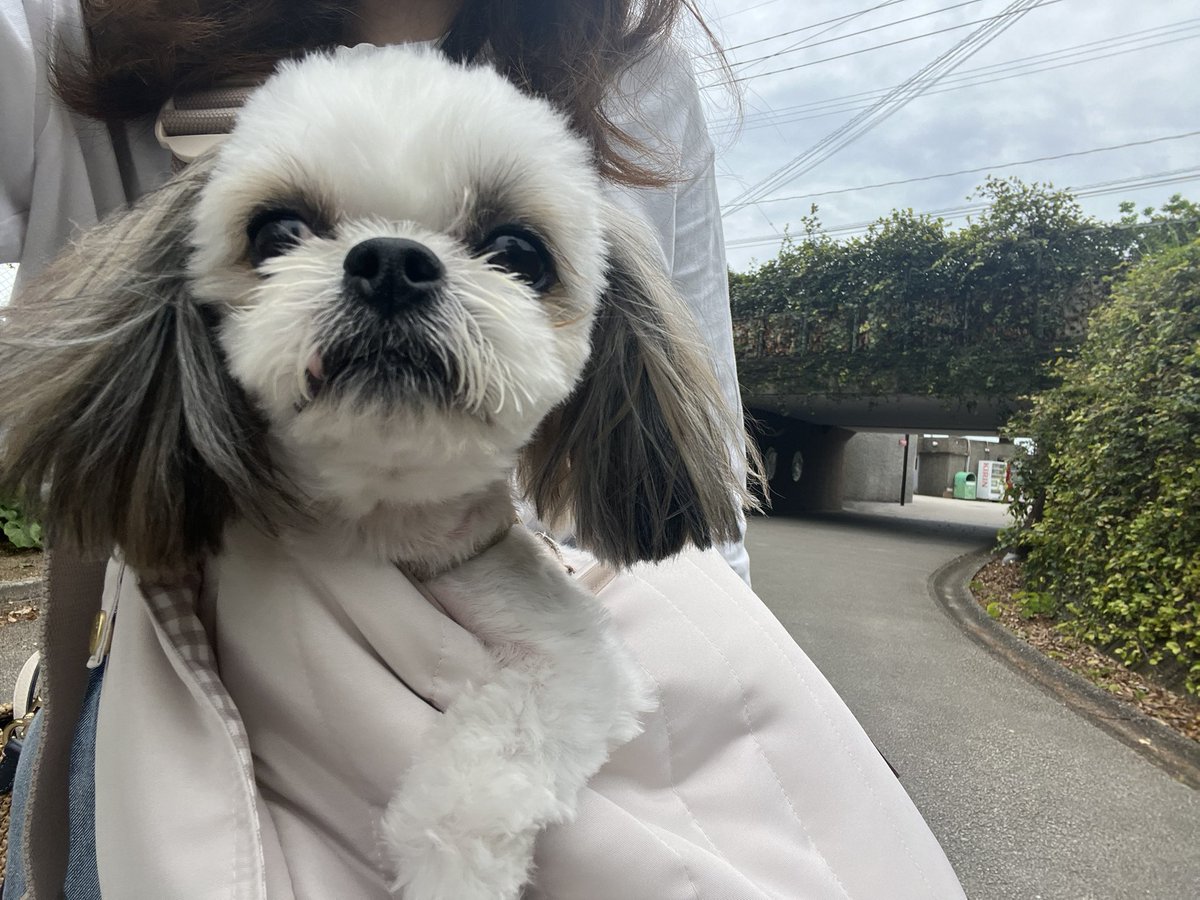 Baroron3's tweet photo. #ヴィラエッジに泊まりたいワン
#アニコム https://t.co/cWgEL2lslg