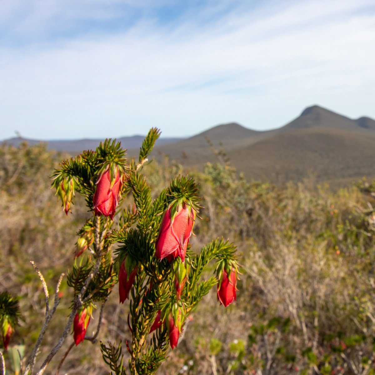 Australian Seed Bank Partnership tweet media